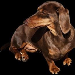 Pheobe - Dachshund
