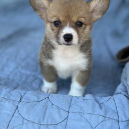 Leah - Red female Pembroke Welsh Corgi puppy in Hope, Arkansas from Foxy Knoll Farm