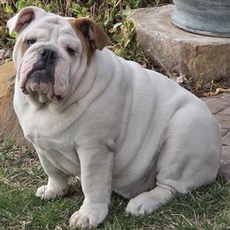 Bulldog puppies from Waltman's Bulldog's