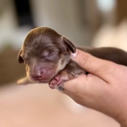 Chocolate and cream boy - Chocolate and cream male Dachshund puppy in Beaver, Pennsylvania from Meaden’s Mini Dachshunds