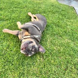 Zhusy - French Bulldog