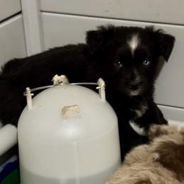 Australian Shepherd, Miniature American Shepherd, Miniature Australian Shepherd, and Toy Australian Shepherd Puppies from HP Aussie Kennels