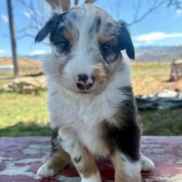 Boone - Blue merle male Australian Shepherd puppy in Preston, Idaho from KC Bar Ranch Aussies