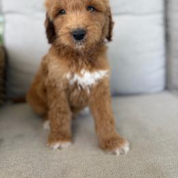 Kiwi - Red  male Goldendoodle puppy in Smithfield, Kentucky from KBK9 Kennels