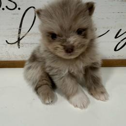 Ariel - Chocolate merle female Pomeranian puppy in California from Pawsh Poms
