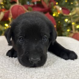 Light Blue - Black male Labrador Retriever puppy in Kinta, Oklahoma from Beaver Creek Kennels