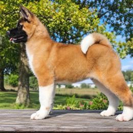 Jet - Fawn male Akita puppy in Chillicothe, Missouri from TLC Akitas