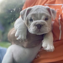 Rachael Moon - White female Bulldog puppy in Fairfax, California from Marin Bulldogs