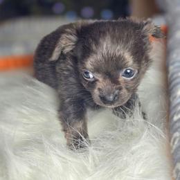 Adler - Blue and white male Chihuahua puppy in Plainfield, Indiana from Abby's Pampered Pooches