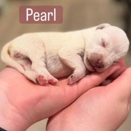 Girl 4 - White female Miniature Schnauzer puppy in Akron, Ohio from Green Family Companion Kennel, LLC
