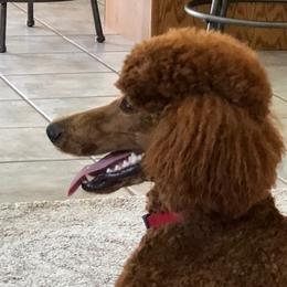 Sassy - Poodle