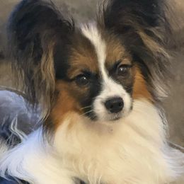 Frieda - Papillon