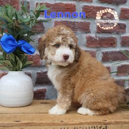 Lennon - Tri-color male Bernedoodle puppy in Heyworth, Illinois from Cobble Creek Puppies