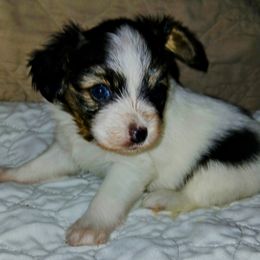 Papillon Puppies from Koh Tang Kennels