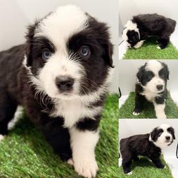 Black tri male - Black tri male Miniature Australian Shepherd puppy in Brooker, Florida from Honey, I Shrunk the Aussies