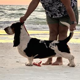Bonita - Basset Hound