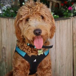 Pepper - Goldendoodle