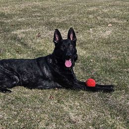 Echo - German Shepherd