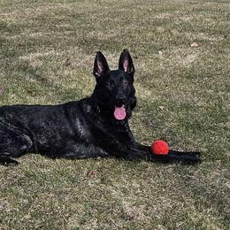 Echo - German Shepherd