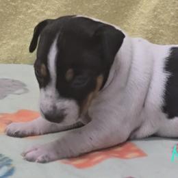 Nutmeg - White black and tan female Rat Terrier puppy in Divide, Colorado from Outlaw Farm and Kennel