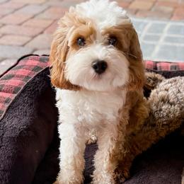 Jack - Cavapoo