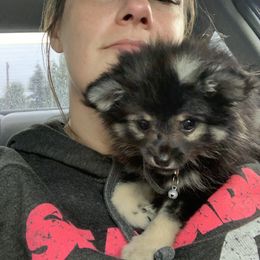 Pomeranian Puppies from Kristin Alsup