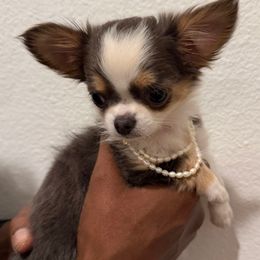 Chanel - Black and white female Chihuahua puppy in Burleson, Texas from Tiny Diiamond Chihuahua
