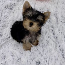 Yorkshire Terrier Puppies from The Royal Yorkie Den LLC