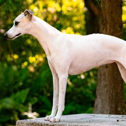 Whippets from Kathryn Clark's Whippets