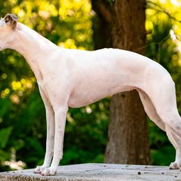Whippets from Kathryn Clark's Whippets