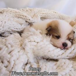 Peony - Orange parti female Pomeranian puppy in Los Angeles, California from Pommies of LA