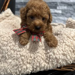 Cavapoo, Cockapoo, and Poodle Puppies from Heavenly Puppies to Love
