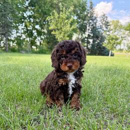 Pika - Black white and tan male Cockapoo puppy in Beresford, South Dakota from DAKOTA DOOD RANCH