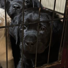 Labrador Retriever Puppies from Findaway Labradors