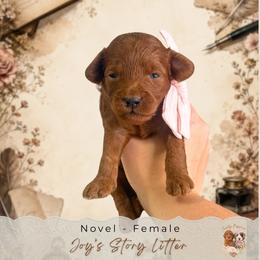 Novel - Red  female Goldendoodle puppy in Norcross, Georgia from Teddy Puppies