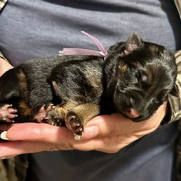 ALANKA - Purple Collar Female - Black and red female German Shepherd puppy in Paso Robles, California from Central Coast German Shepherds