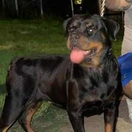 Niña - Rottweiler