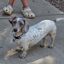 Baby Bird or 🦤 Dodobird - Dachshund