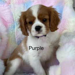 Aspen - Blenheim Cavalier King Charles Spaniel puppy in Ridgeville, South Carolina from Misty Meadow Cavaliers