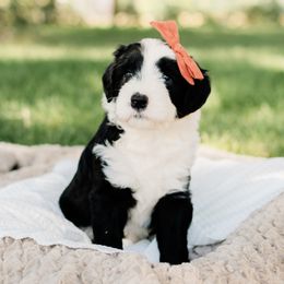 Bernedoodle, Goldendoodle, Poodle, and Sheepadoodle Puppies from Northwest Pups