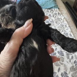 Black beauty - Black female Poodle puppy in Canterbury, Connecticut from Diamonds in the Sky