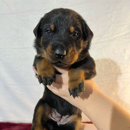 Chantey (Lavender collar) - Harlequin female Beauceron puppy in Waller, Texas from Côté Obscur