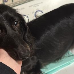MC - Dachshund