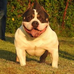 Ritz  - American Bully