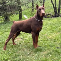 Doberman Pinscher puppies from Gold Star Canines