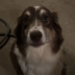 Katie - Australian Shepherd