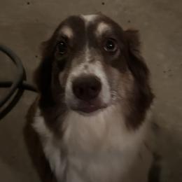 Katie - Australian Shepherd