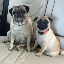 Pugs from Sunshine Pugs