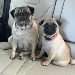 Pugs from Sunshine Pugs