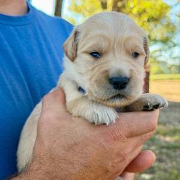 Oakley - Golden male Golden Retriever puppy in Doniphan, Missouri from Stockford’s Golden Retrievers